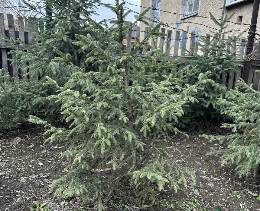 Продаем боровские ели