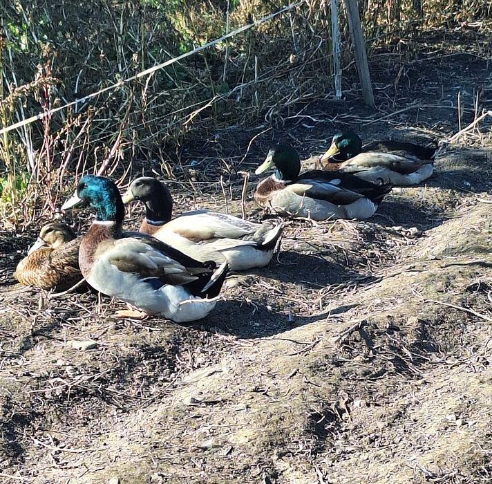 Boboci de rata colorata