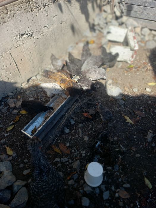 Pui de de găină scoși de closca de asta primăvară