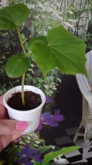 Рассада томатов, перца, огурцов, баклажан