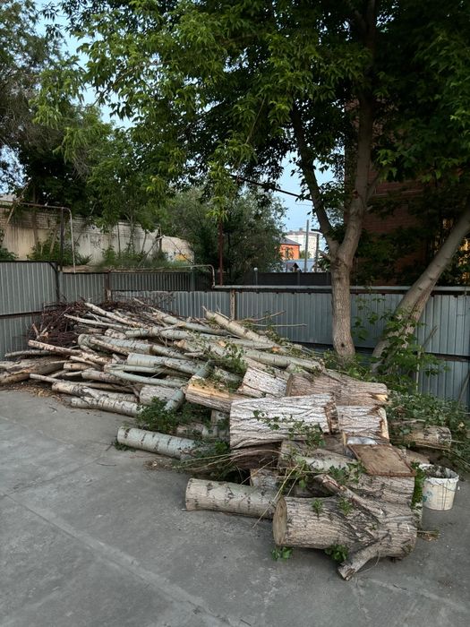 Деревья, брёвна и ветки