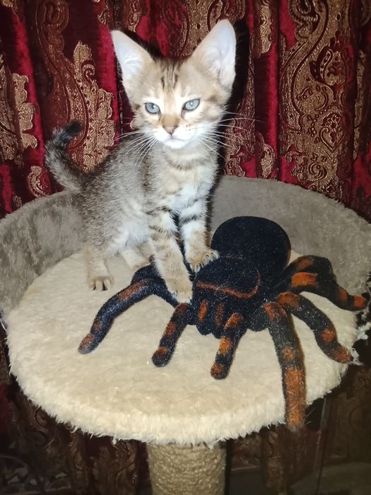 Отдам котёнка в хорошие руки 2 месяца