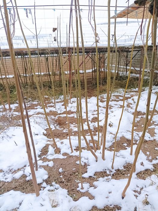 Нихол годжи кучат бор сотилади куп