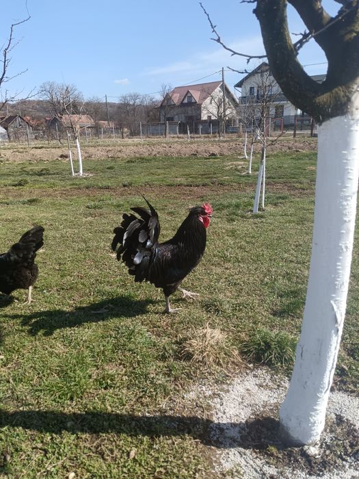 Se vinde ce se vede în poze