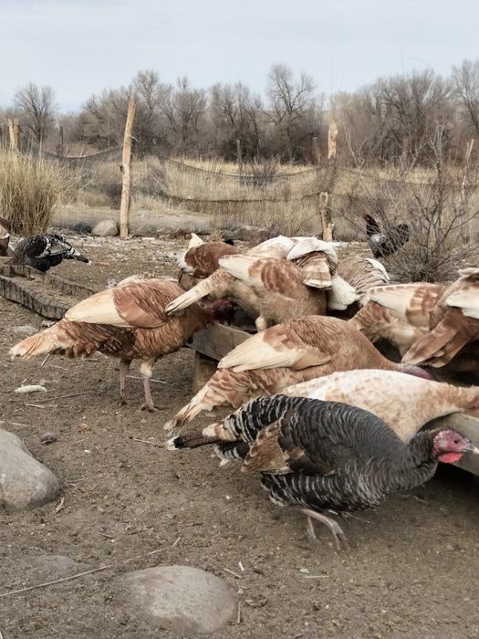 6-7 айлық индюктер