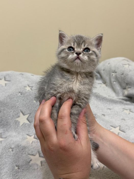 Продам шотландских котят