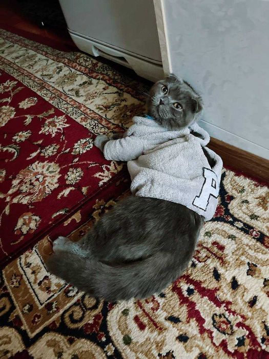 Шотландская вислоухая