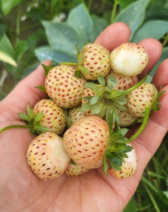 Stoloni capsuni Pineberry