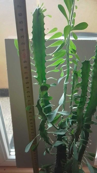 Кактус  - цвете -