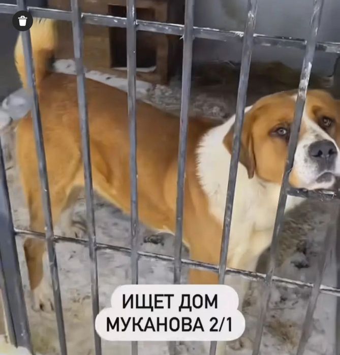 В хорошие руки собаки и кошки.