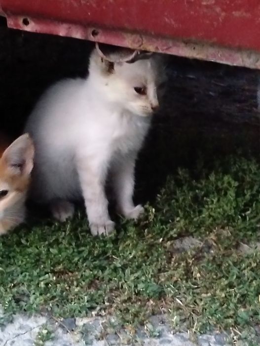 Отдам котят в хорошие руки .