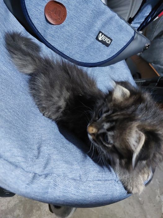 Котята в добрые руки отдам