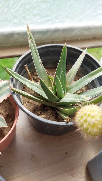 Agave  различни видове