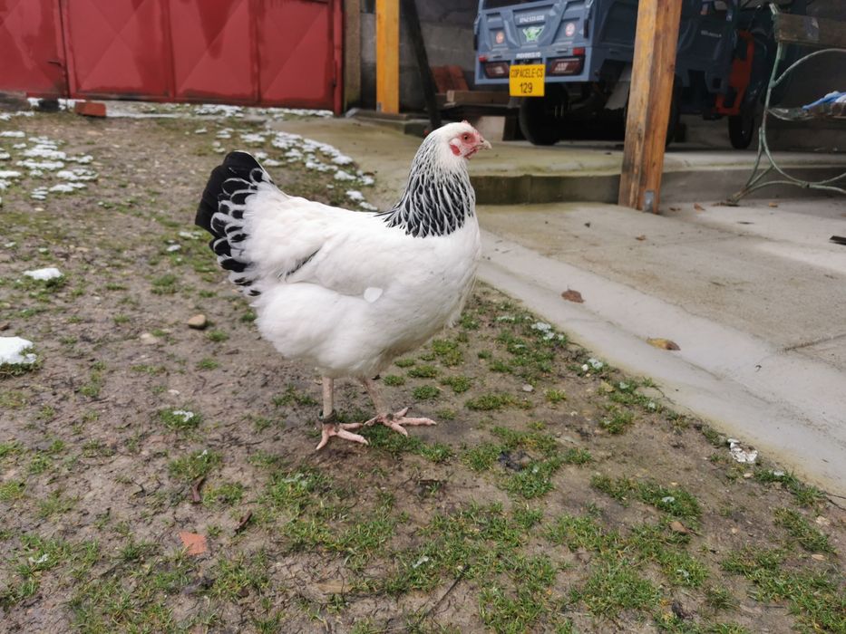 Pui găină, rasa australorp si sussex