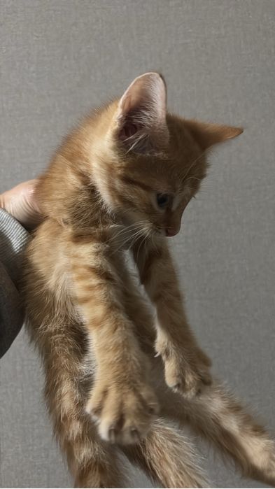 Срочно нужен дом котенку