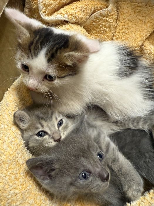 Котята бесплатно 1 месяц