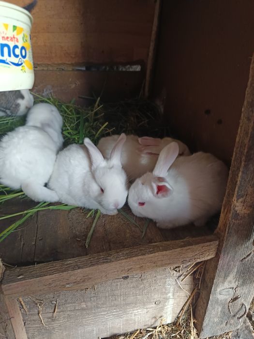 Vând iepurași albi de rasă