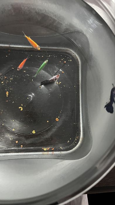 Продам аквариум с рыбками