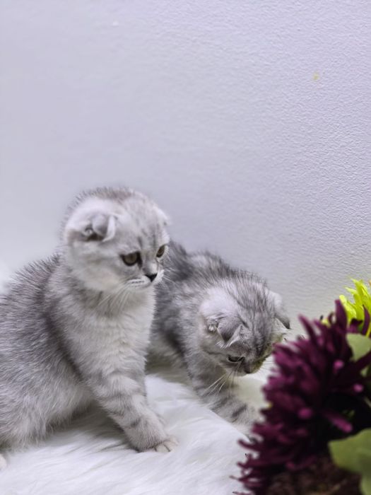 висЛоуХие КотИки  2 мес.приВиты