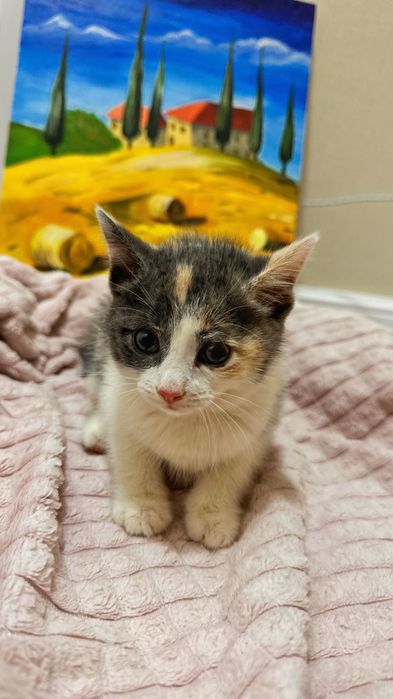 Отдам котенка в добрые руки