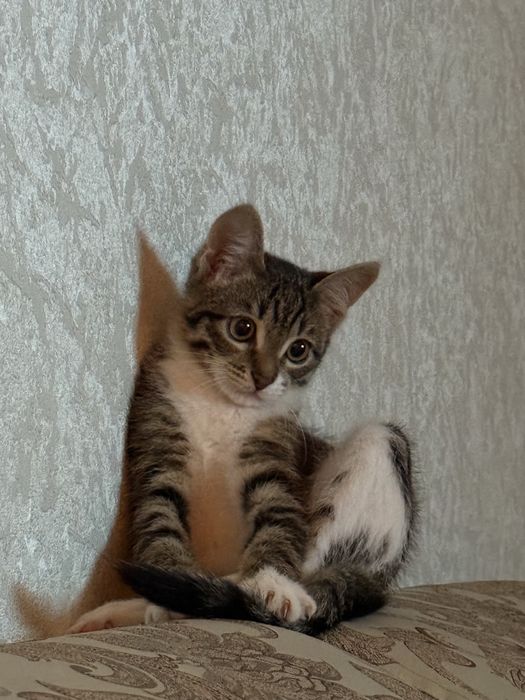 Отдам котенка в добрые руки за пакет фруктов ребенку)