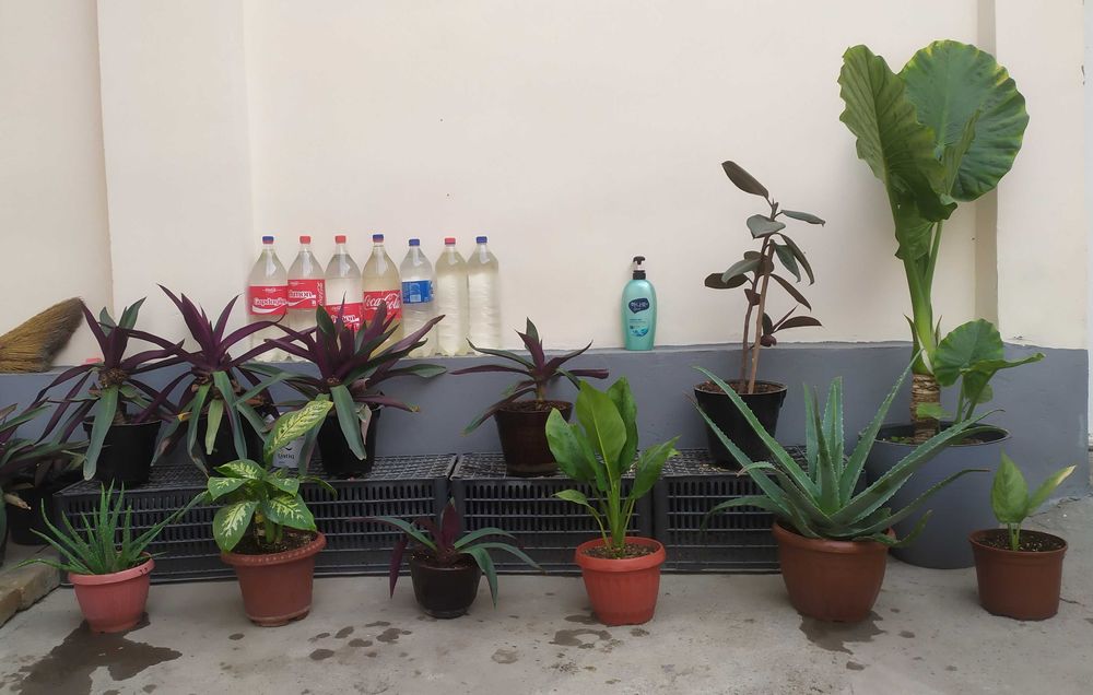 Цветы комнатные домашние