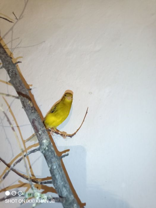 Канорейки разные самцы