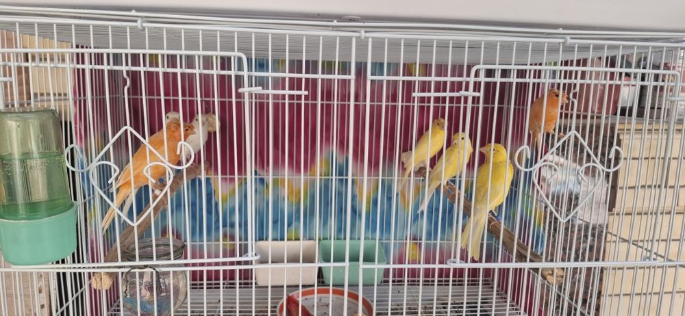 Продаётся канарейки самцы