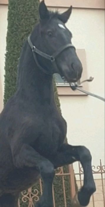 Po'lsha slaska ot sotiladi