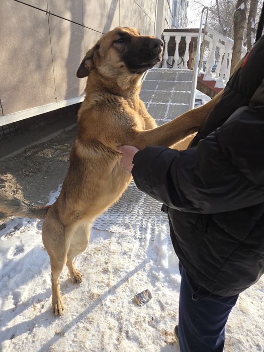 Продается собака