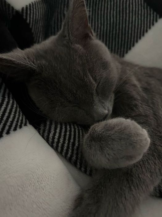 Mushuk narx kelishiladi yoki obmen