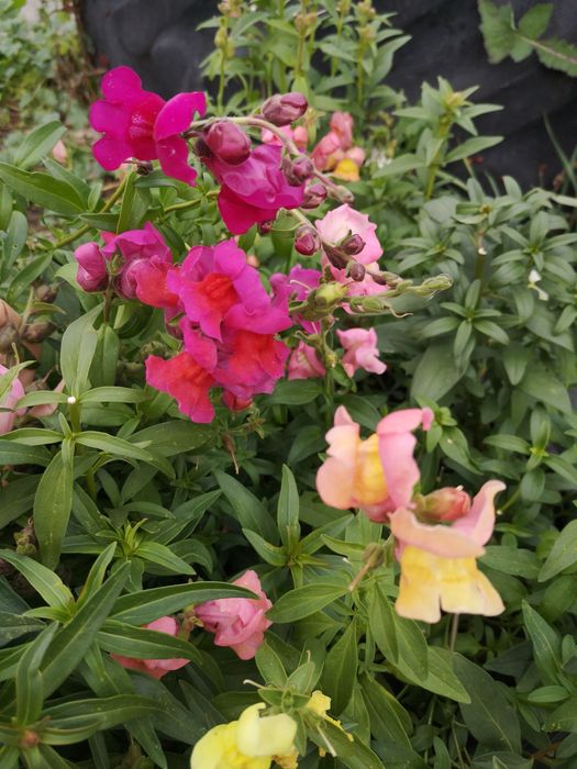 Продам дачу борки