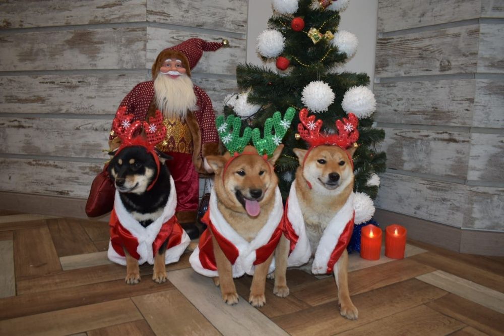 щенки японской сибы