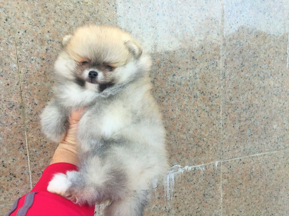 Померанчета мини Померанчета