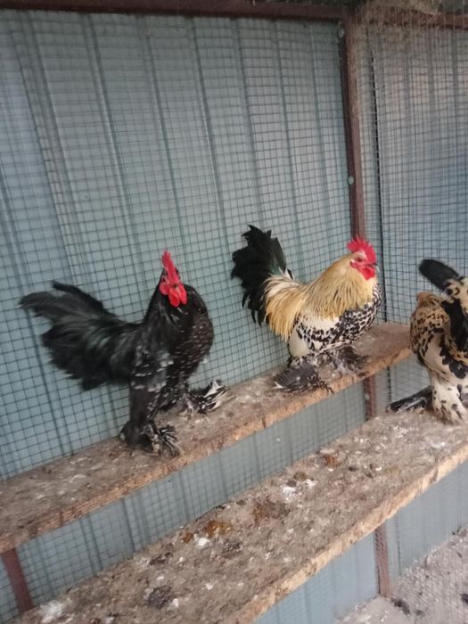 Pitici mi de flori Lemon!