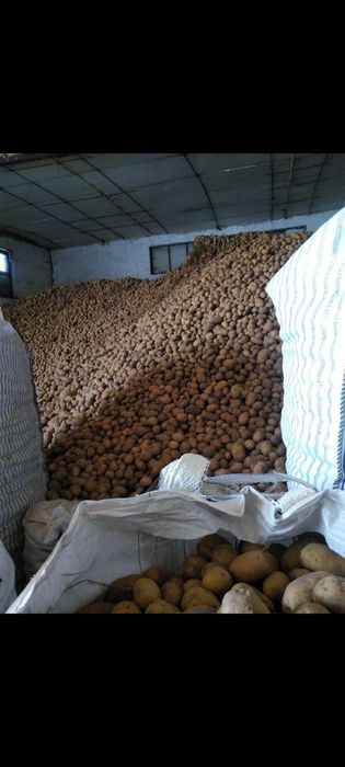 Картофи за консумация Сорая