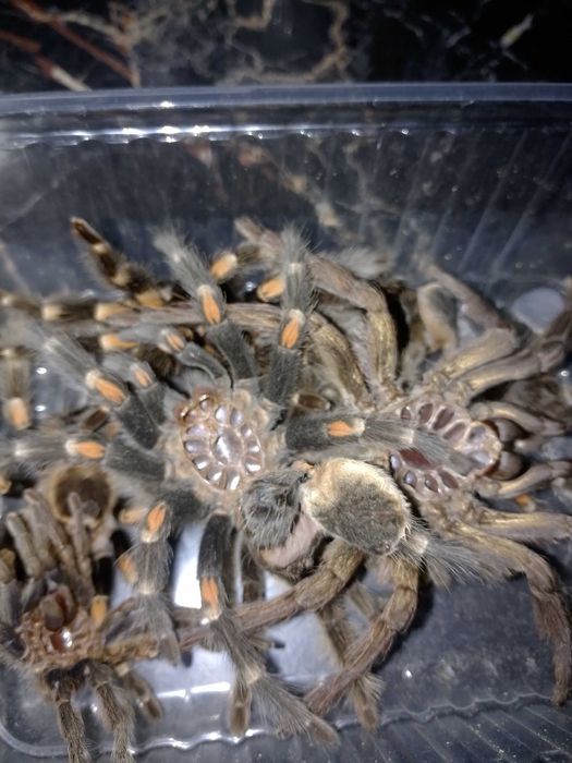 ШКУРКИ пауков-птицеедов