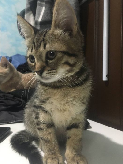 котенок в добрые руки