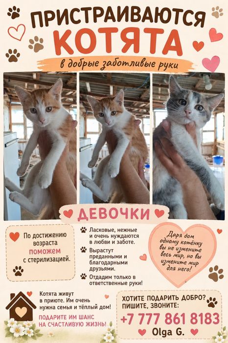 пристраиваются котята