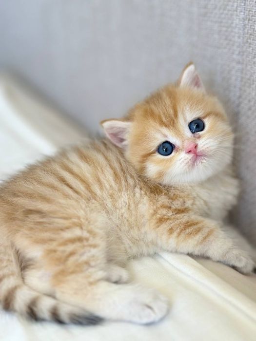 Котята Золотые Шиншиллы девочки и мальчики