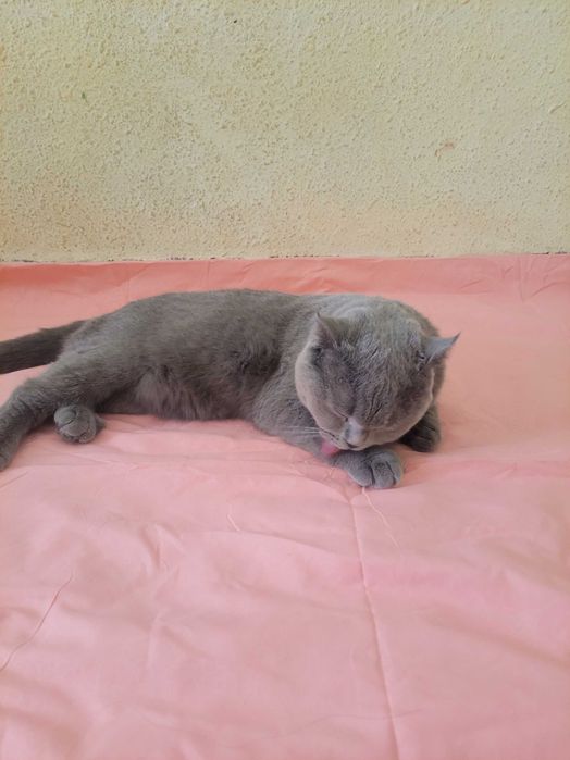 Scotsh strayt zotdor mushuk