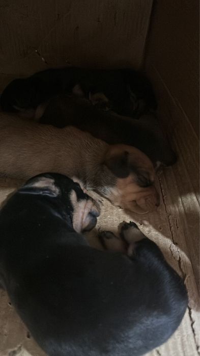 Продажа щенков такс 1 месяца