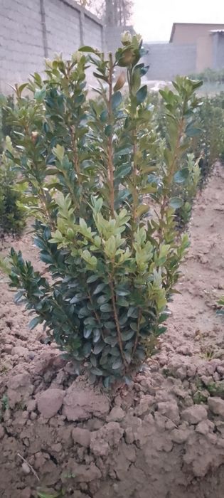 SHAMSHOD GUL manzarali