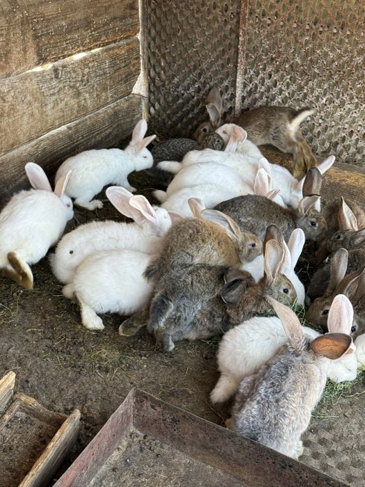 Vand iepuri de crescut sau sacrificat.