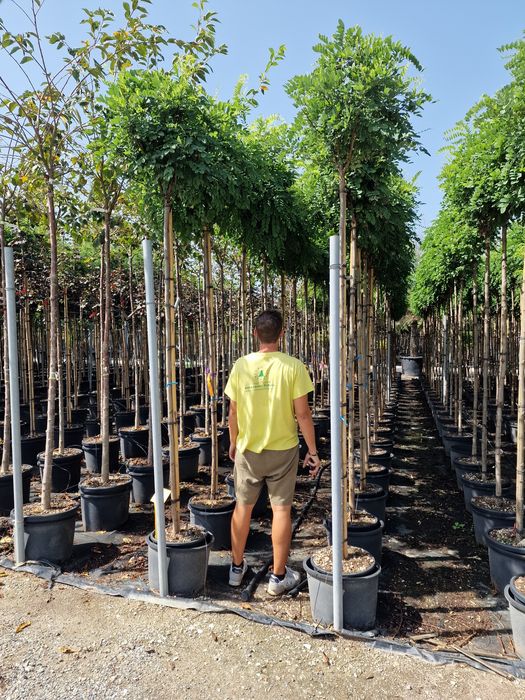 Vand salcâm robinia umbraculifera