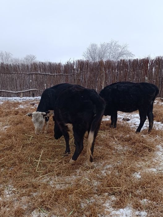 Продам двух коров