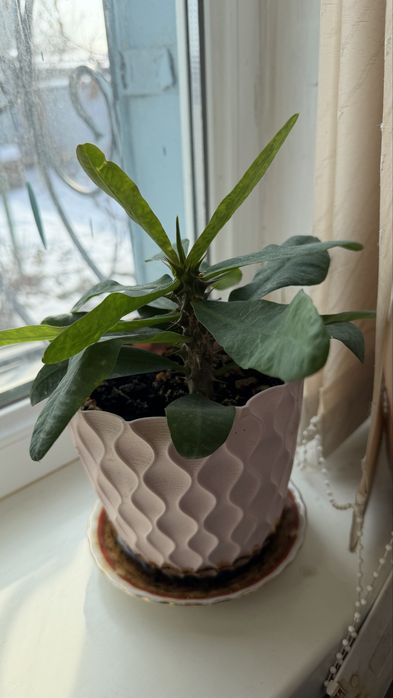 Комнатные цветы