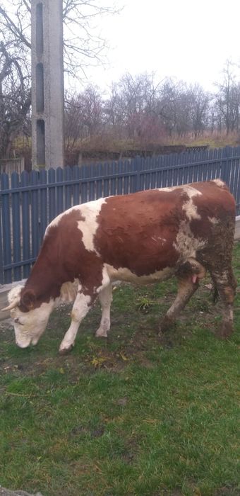 Vaci de vanzare, Sălaj, Notig