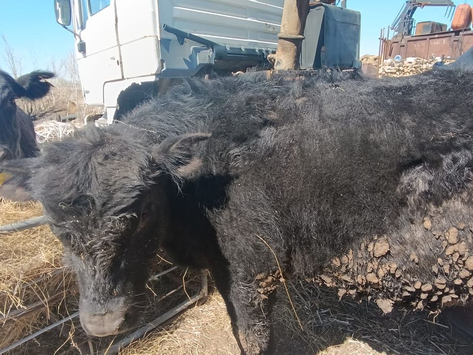 Продам быка Ангус