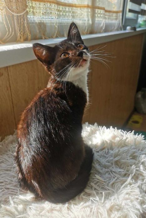 Очаровательный котенок